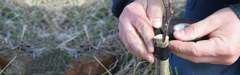 Grafting: A Painful but Beautiful Process for Blended Families